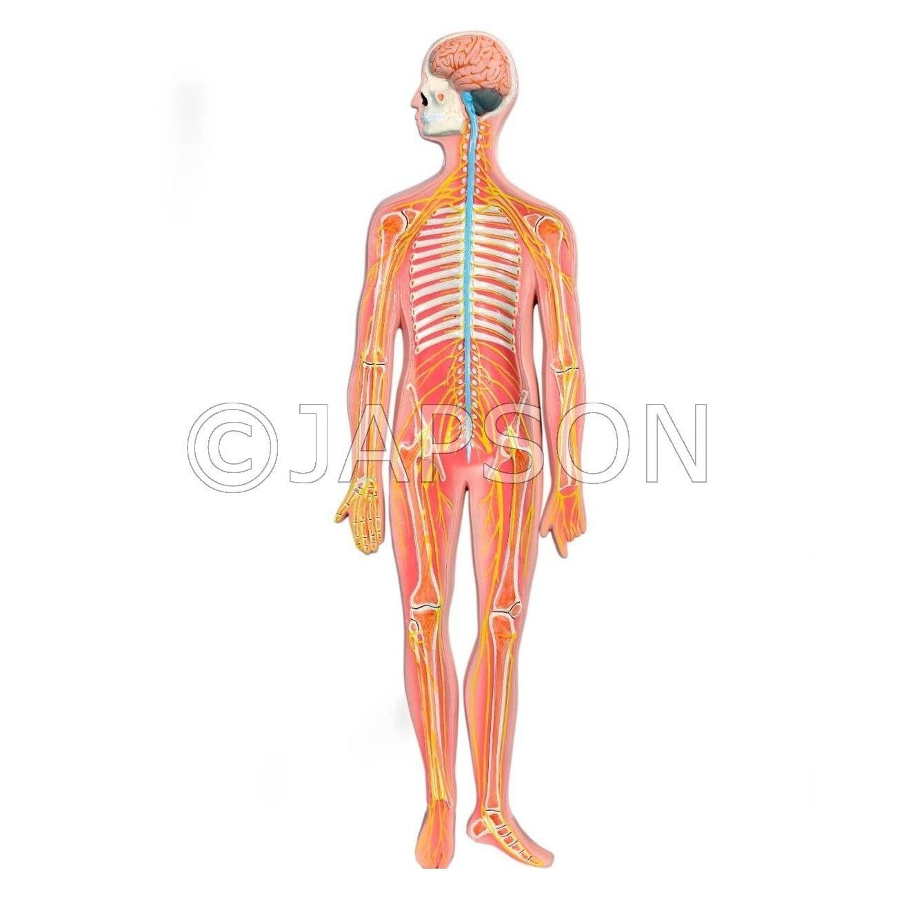 Model, Human Nervous System Model, Human Nervous System